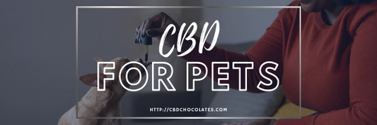 CBD for Pets: Improving the Wellbeing of Your Furry Friends