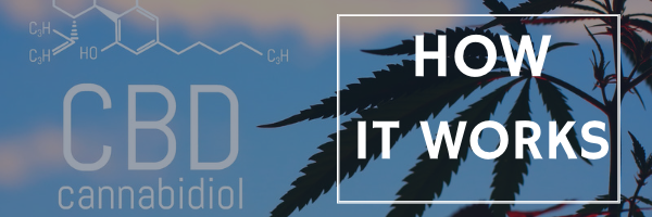 How CBD Works: Unraveling the Science Behind Cannabidiol